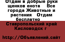 Отдам в добрые руки щенков енота. - Все города Животные и растения » Отдам бесплатно   . Ставропольский край,Кисловодск г.